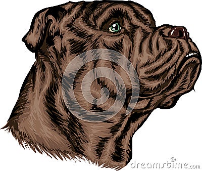 american staffordshire terrier amstaff strong look Stock Photo